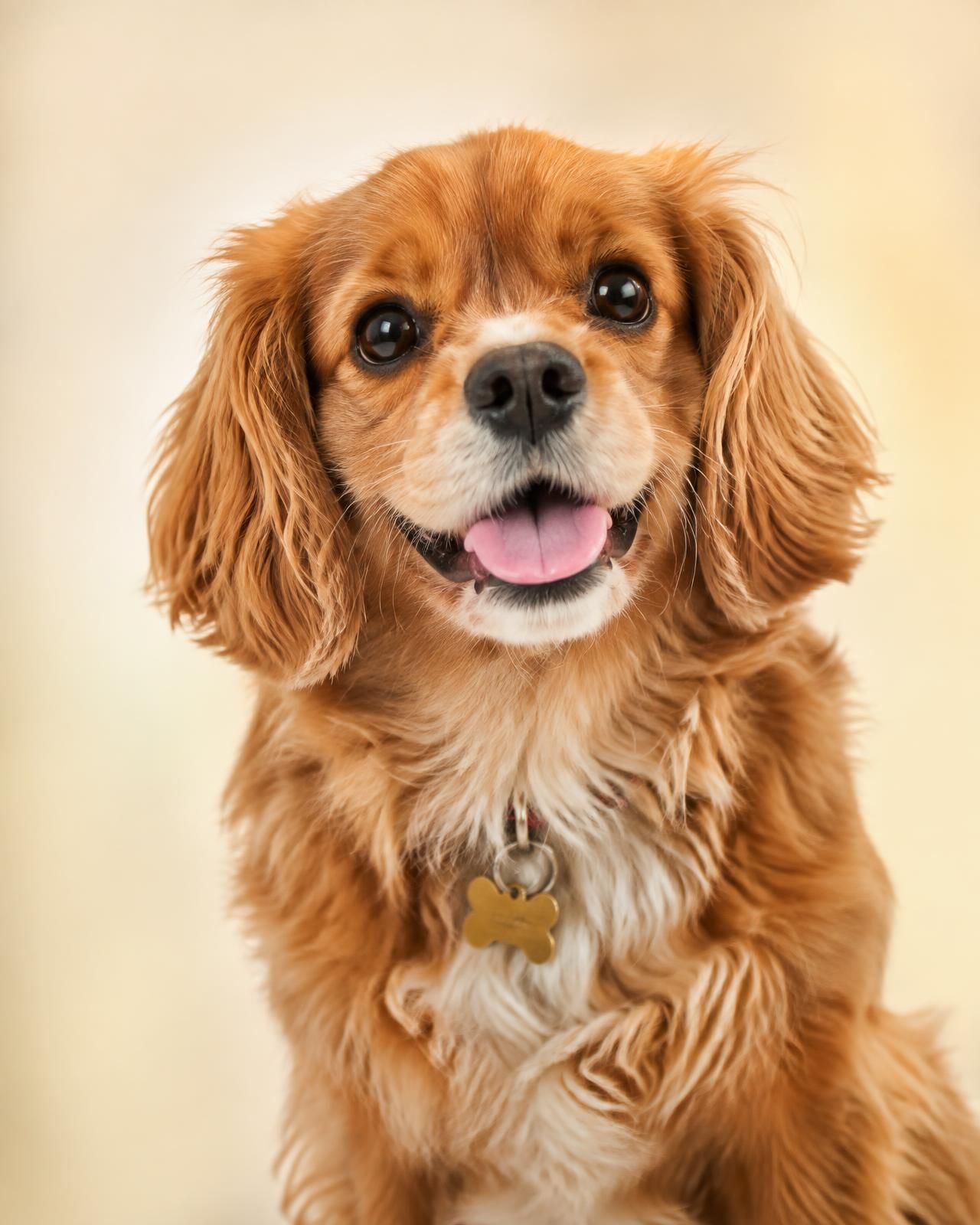 Cachorro feliz e bem cuidado olhando para a câmera